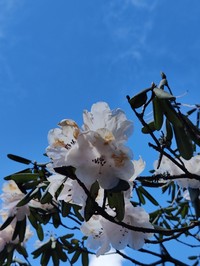 Rhododendron oreodoxa