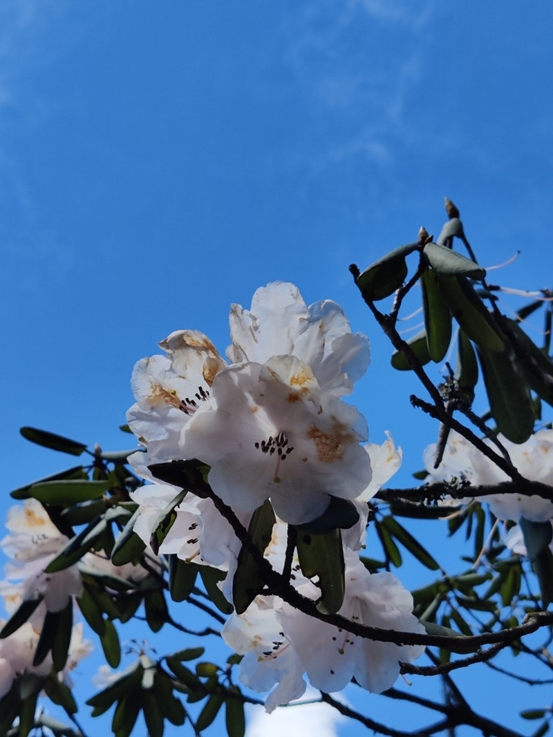 Rhododendron oreodoxa