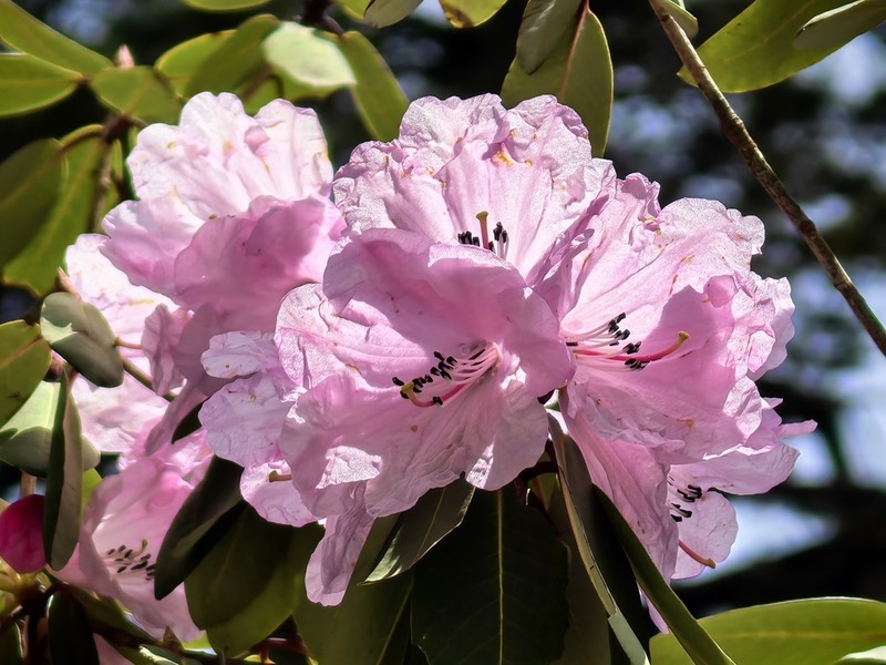Rhododendron oreodoxa photo 2