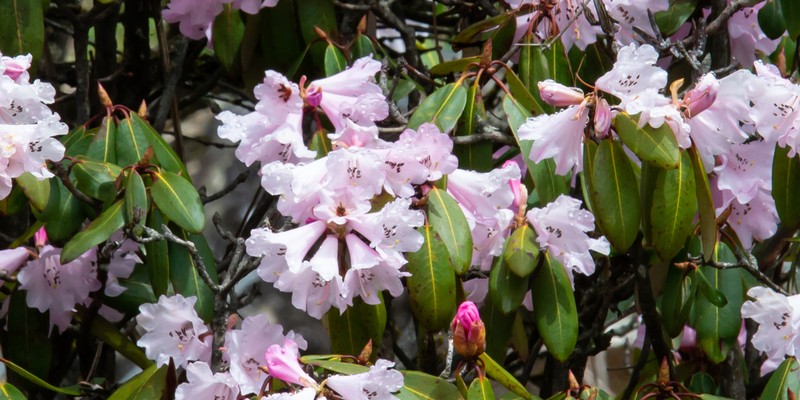 Rhododendron oreodoxa photo 3