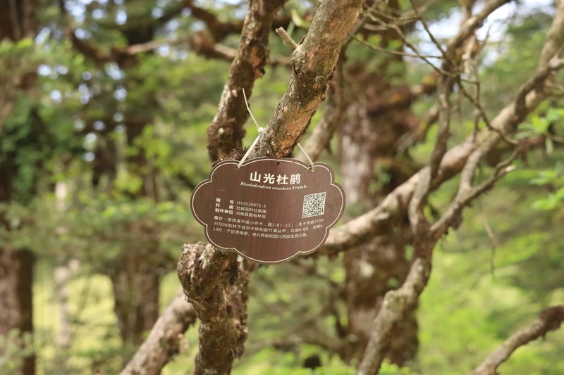 Rhododendron oreodoxa photo 4
