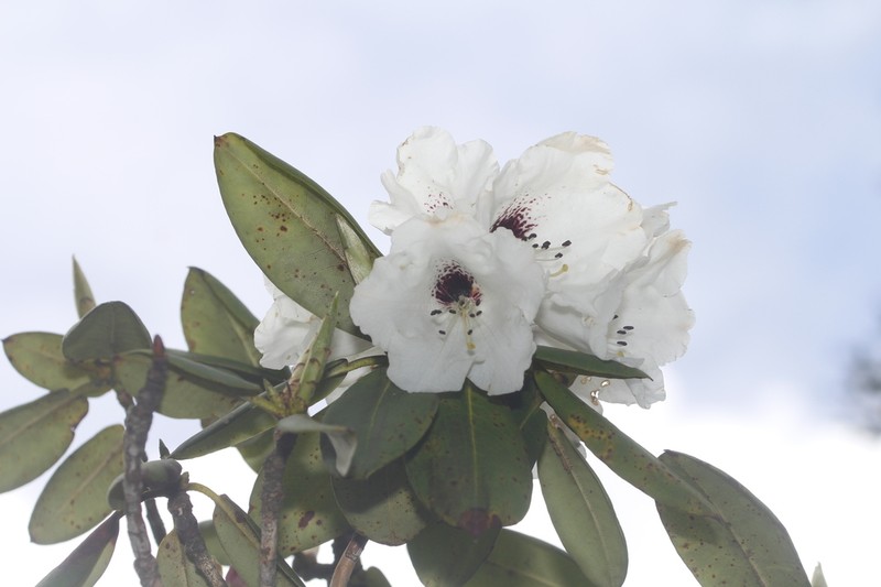 Rhododendron oreodoxa photo 5