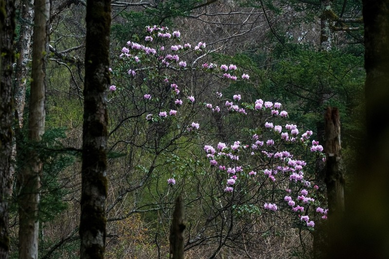 Rhododendron oreodoxa photo 6
