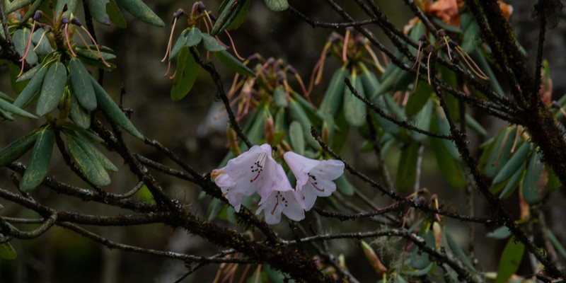 Rhododendron oreodoxa photo 7