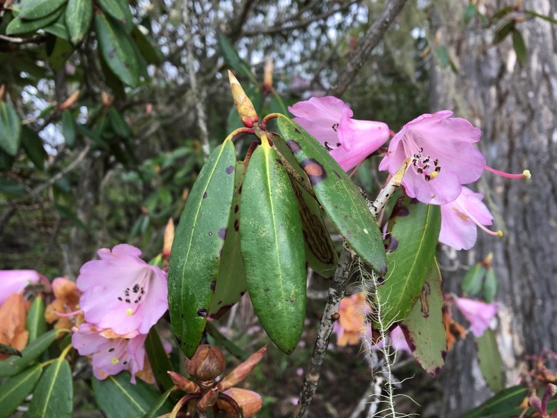Rhododendron oreodoxa photo 8
