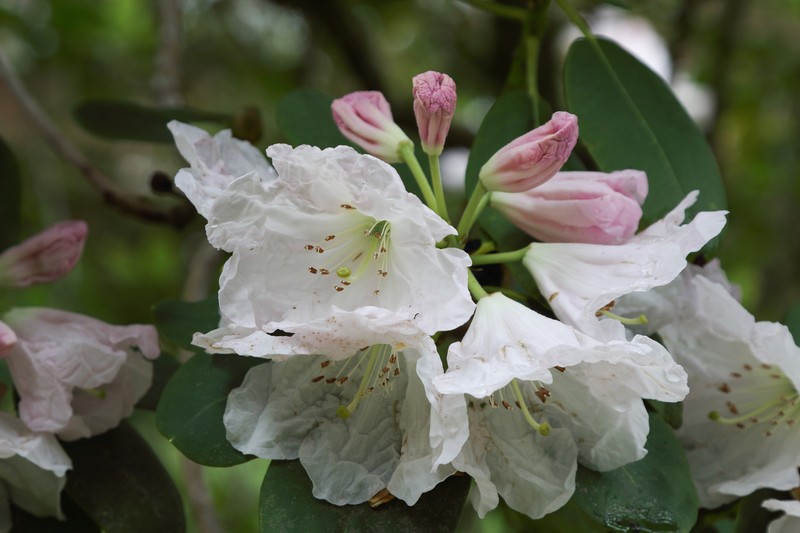 Rhododendron oreodoxa var. fargesii photo 3