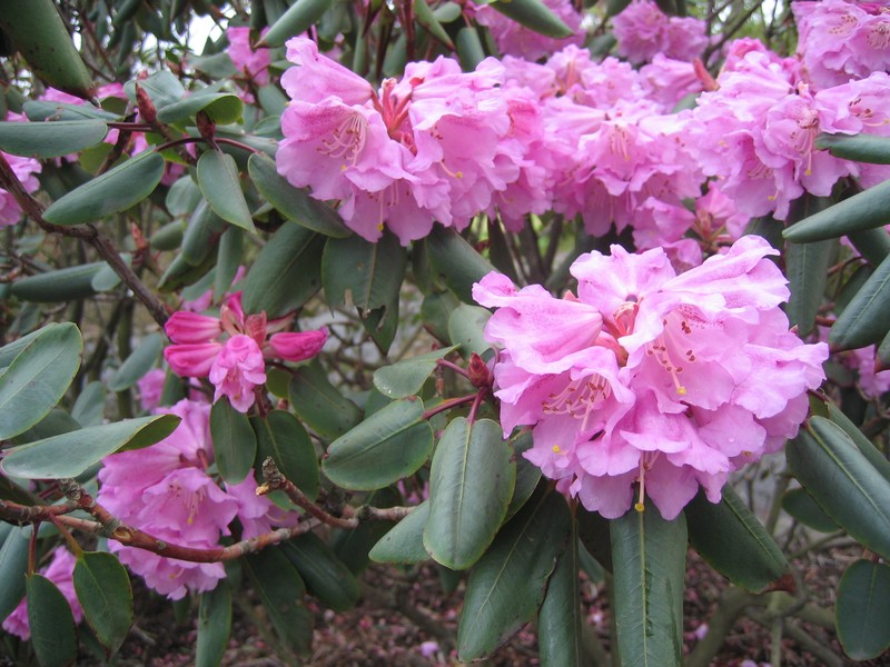 Rhododendron oreodoxa var. fargesii