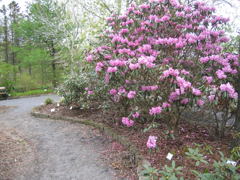 Rhododendron oreodoxa var. fargesii photo 4