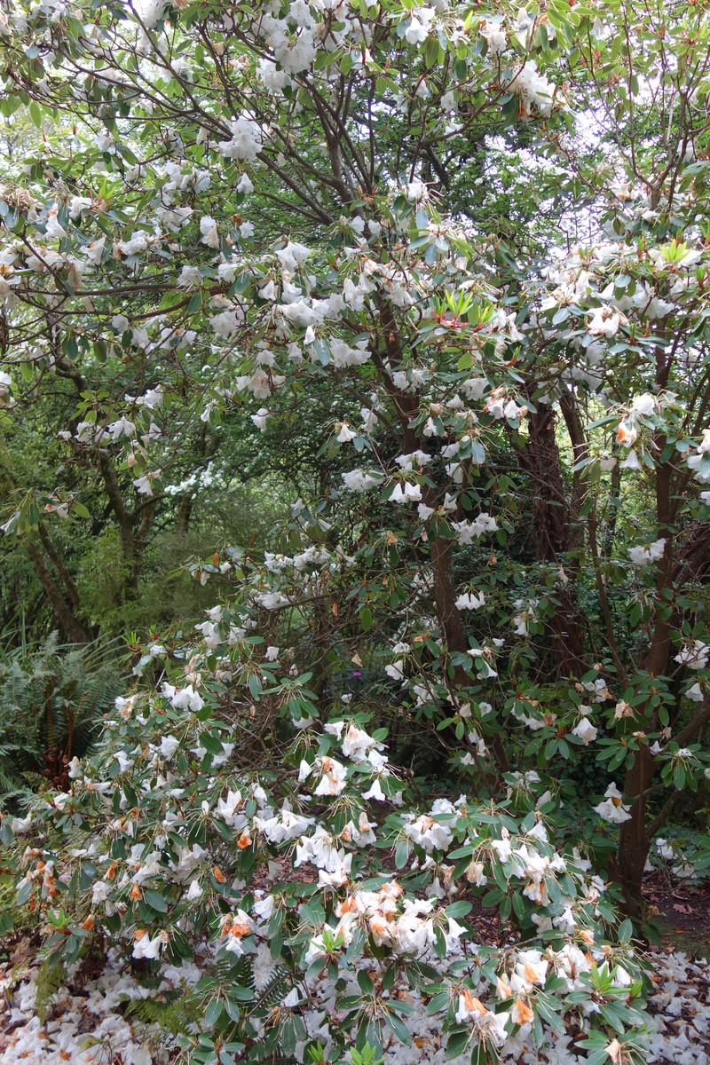 Rhododendron oreodoxa var. fargesii photo 5