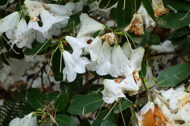 Rhododendron oreodoxa var. fargesii photo 6