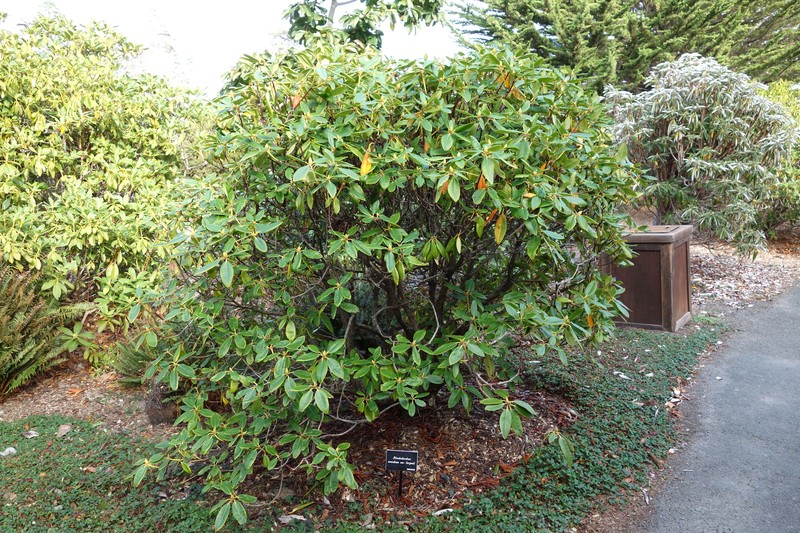 Rhododendron oreodoxa var. fargesii photo 7
