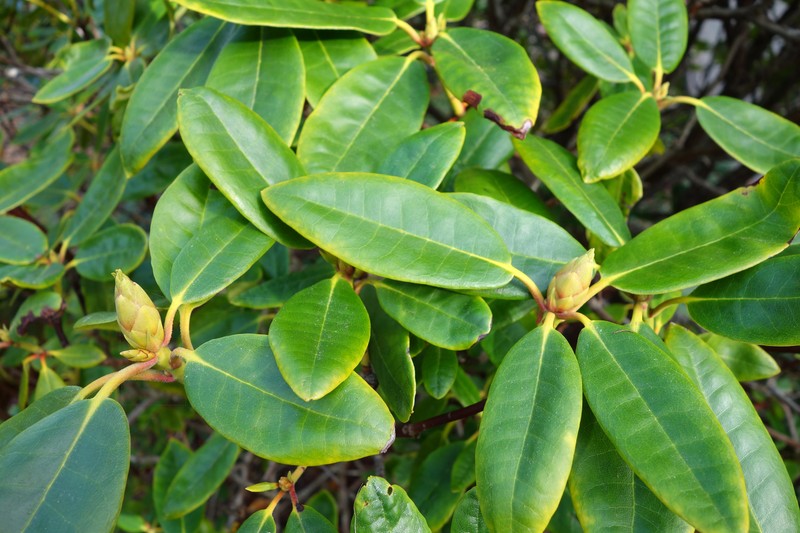 Rhododendron oreodoxa var. fargesii photo 8