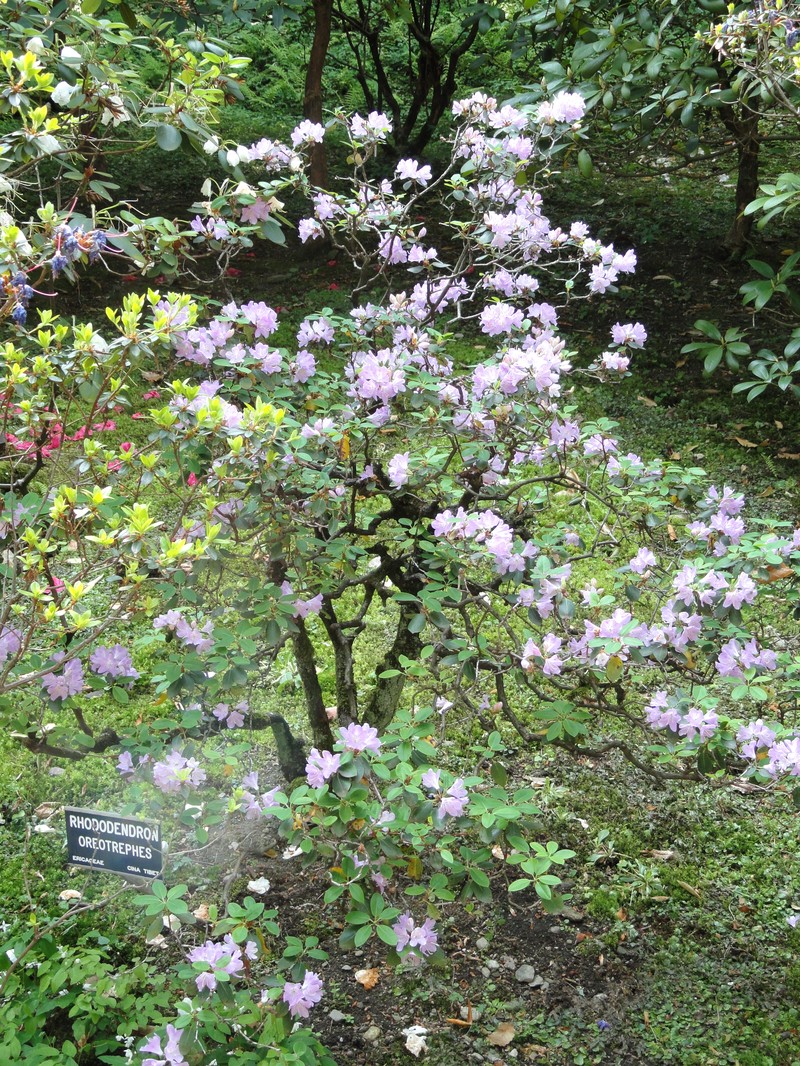 Rhododendron oreotrephes