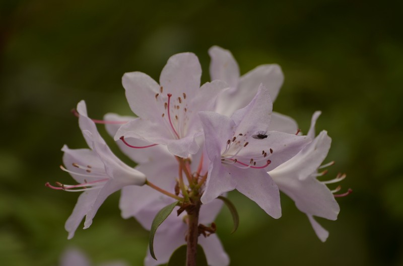 Rhododendron oreotrephes photo 2