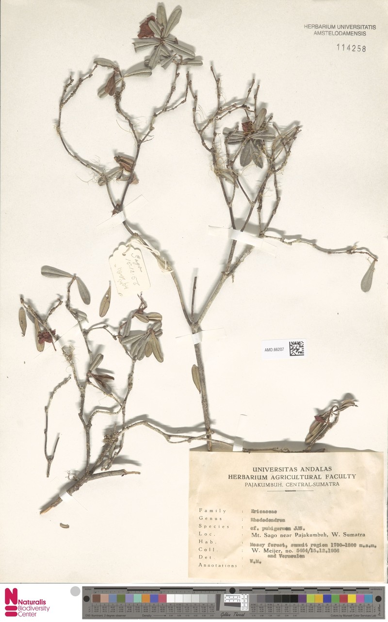 Rhododendron oreotrephes photo 3
