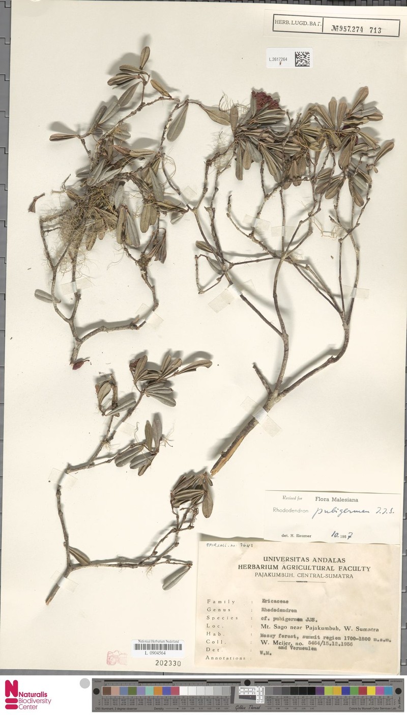 Rhododendron oreotrephes photo 4