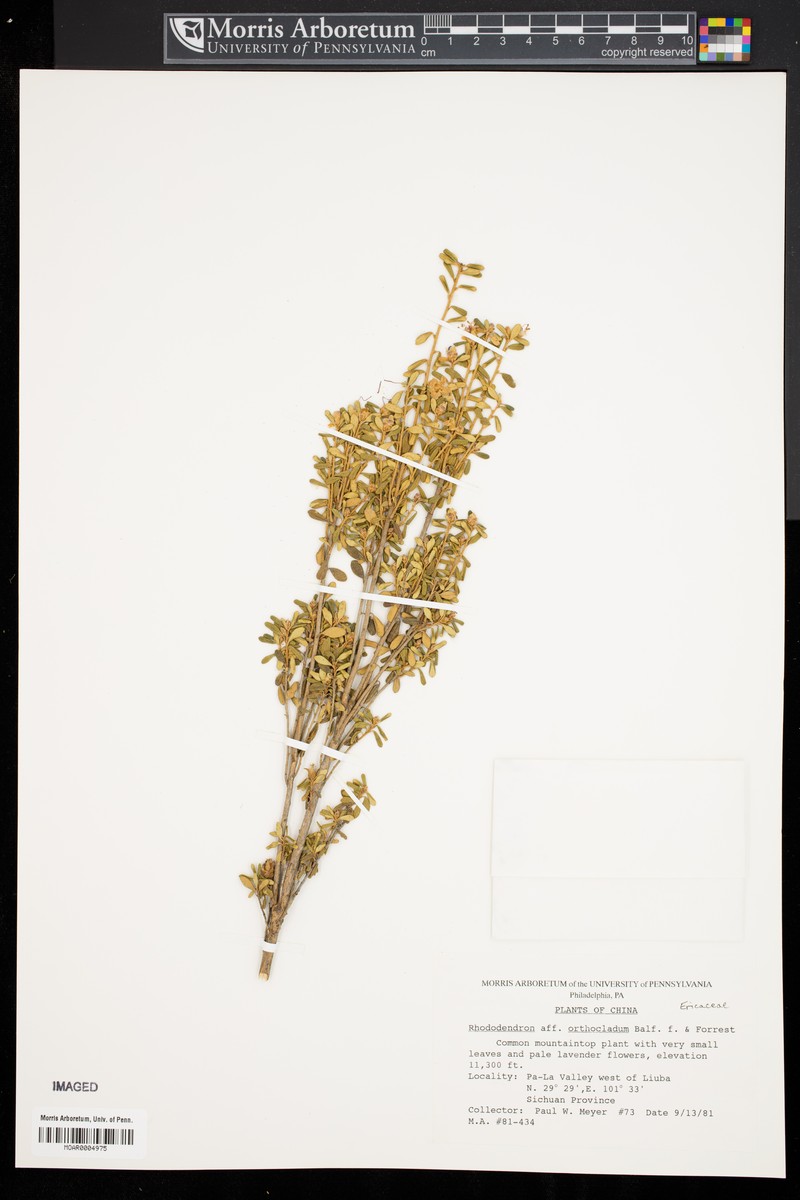 Rhododendron orthocladum photo 3