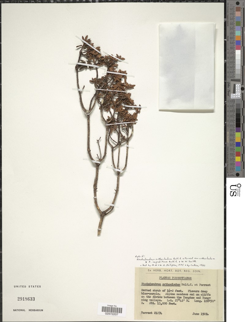 Rhododendron orthocladum photo 4