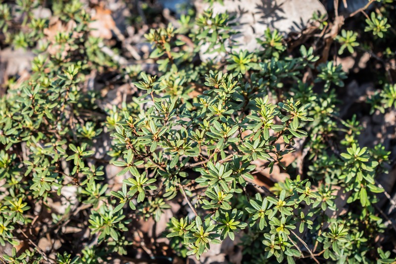 Rhododendron orthocladum