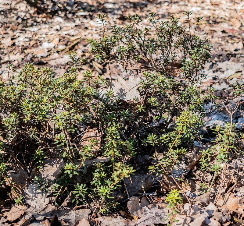 Rhododendron orthocladum photo 5