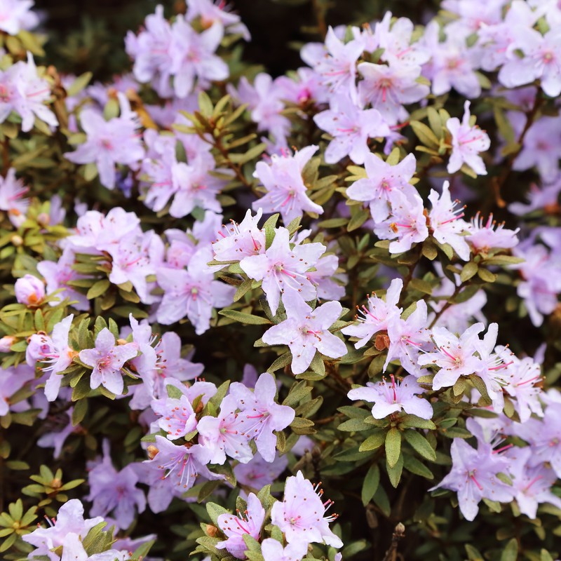 Rhododendron orthocladum photo 6