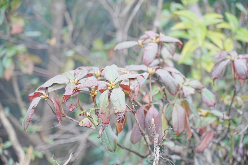 Rhododendron ovatum photo 2