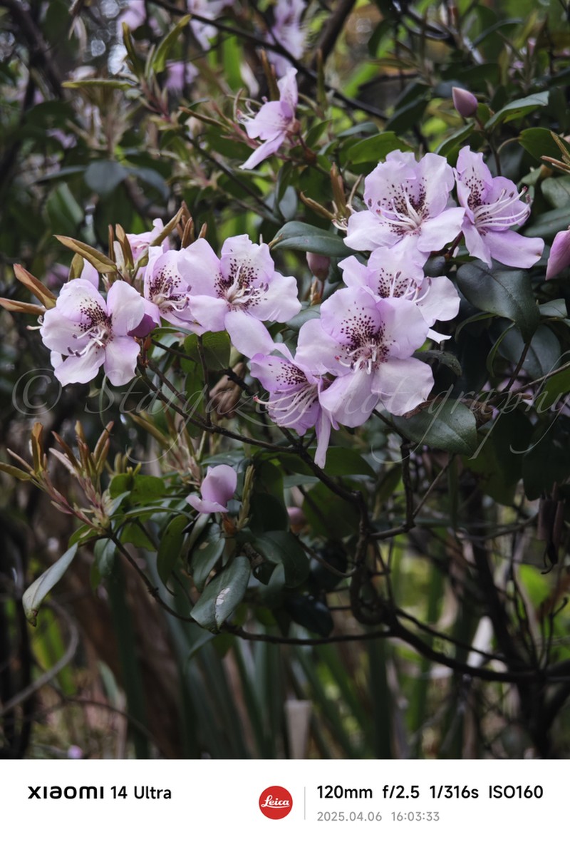 Rhododendron ovatum photo 3
