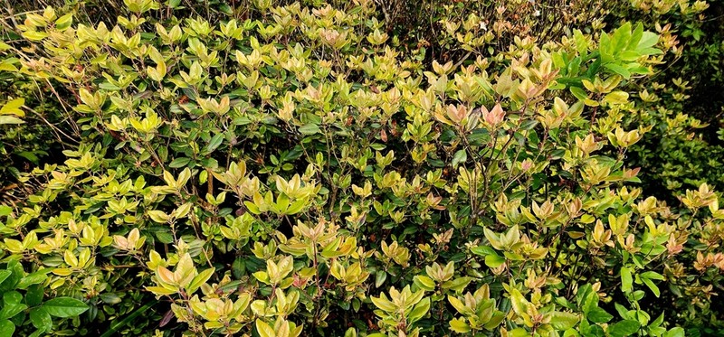 Rhododendron ovatum photo 4