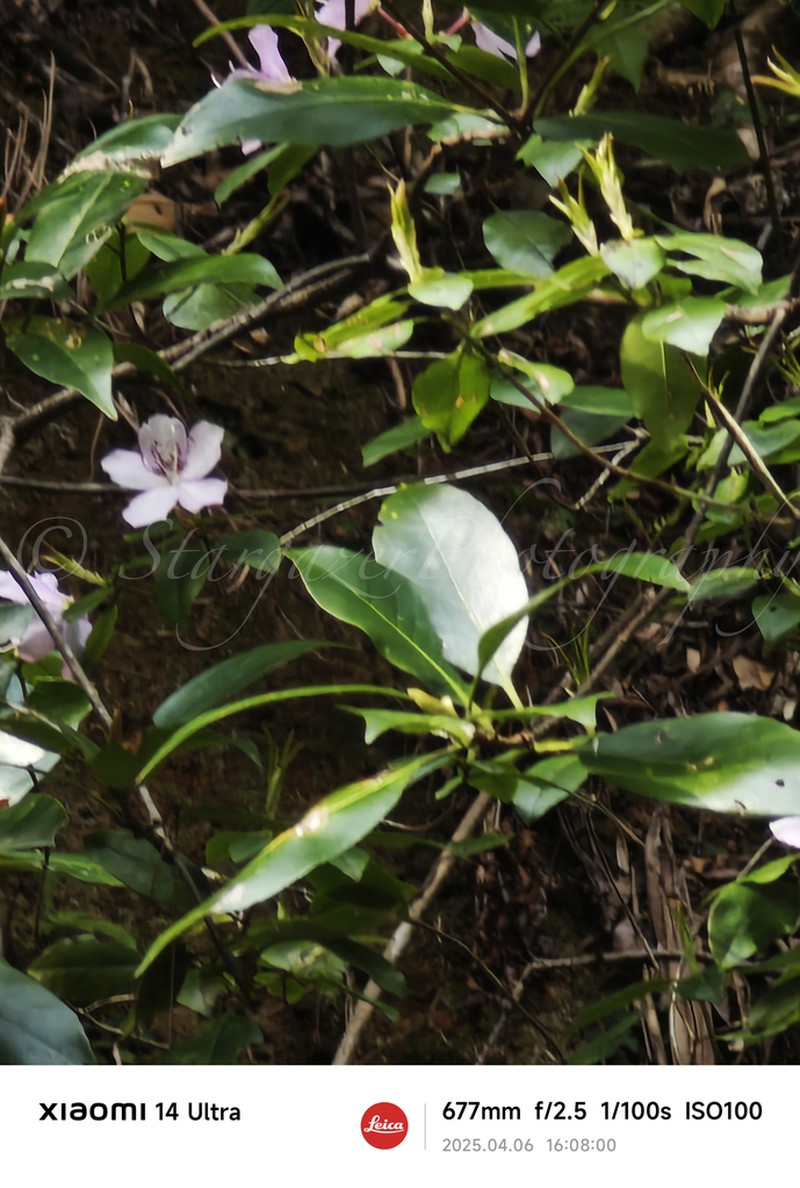 Rhododendron ovatum photo 5