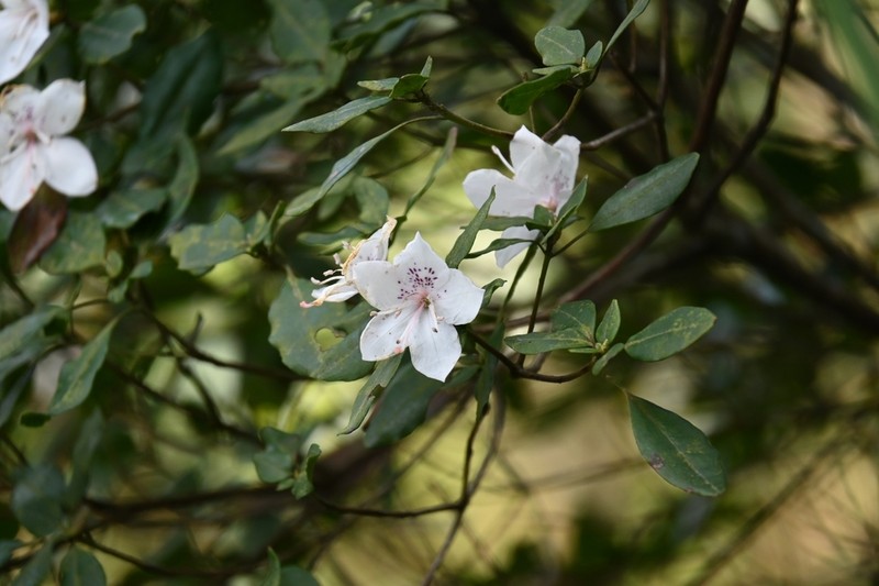 Rhododendron ovatum photo 6