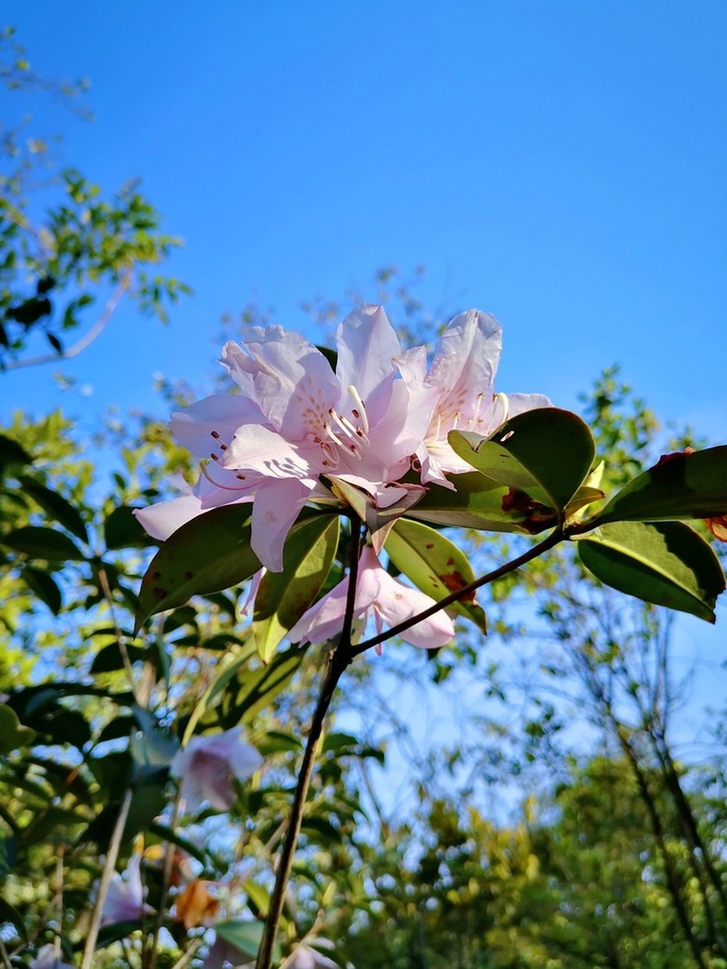 Rhododendron ovatum photo 7