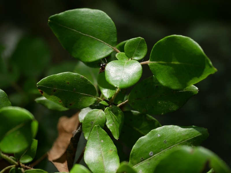 Rhododendron ovatum photo 8