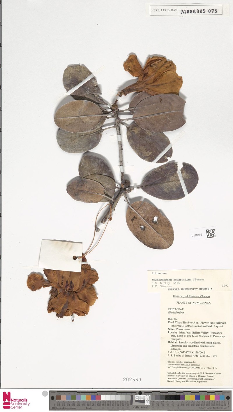 Rhododendron pachycarpon