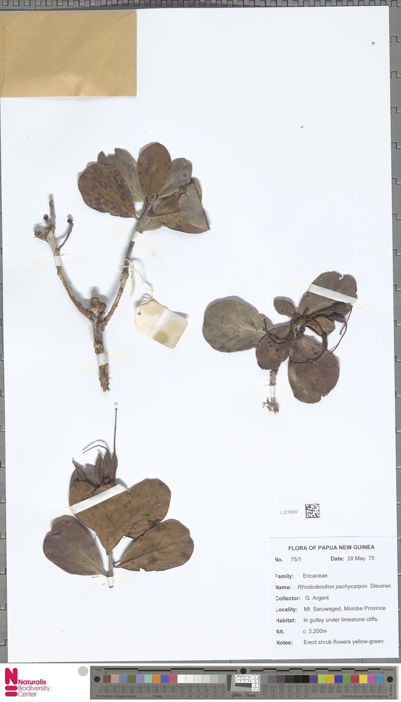 Rhododendron pachycarpon photo 2