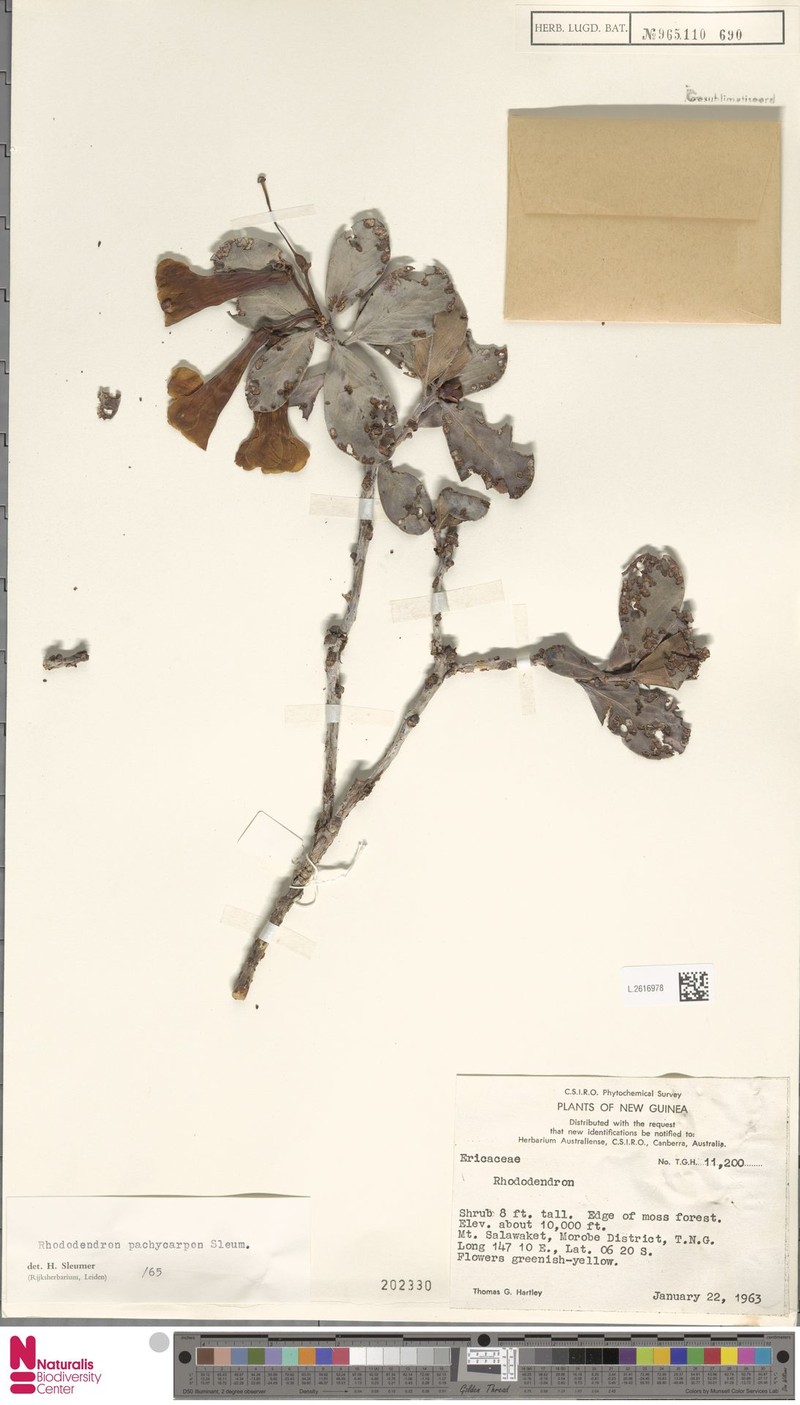 Rhododendron pachycarpon photo 4