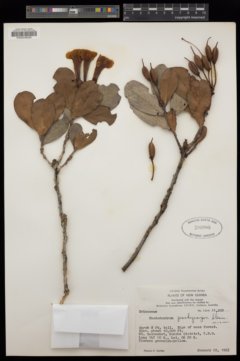 Rhododendron pachycarpon photo 5
