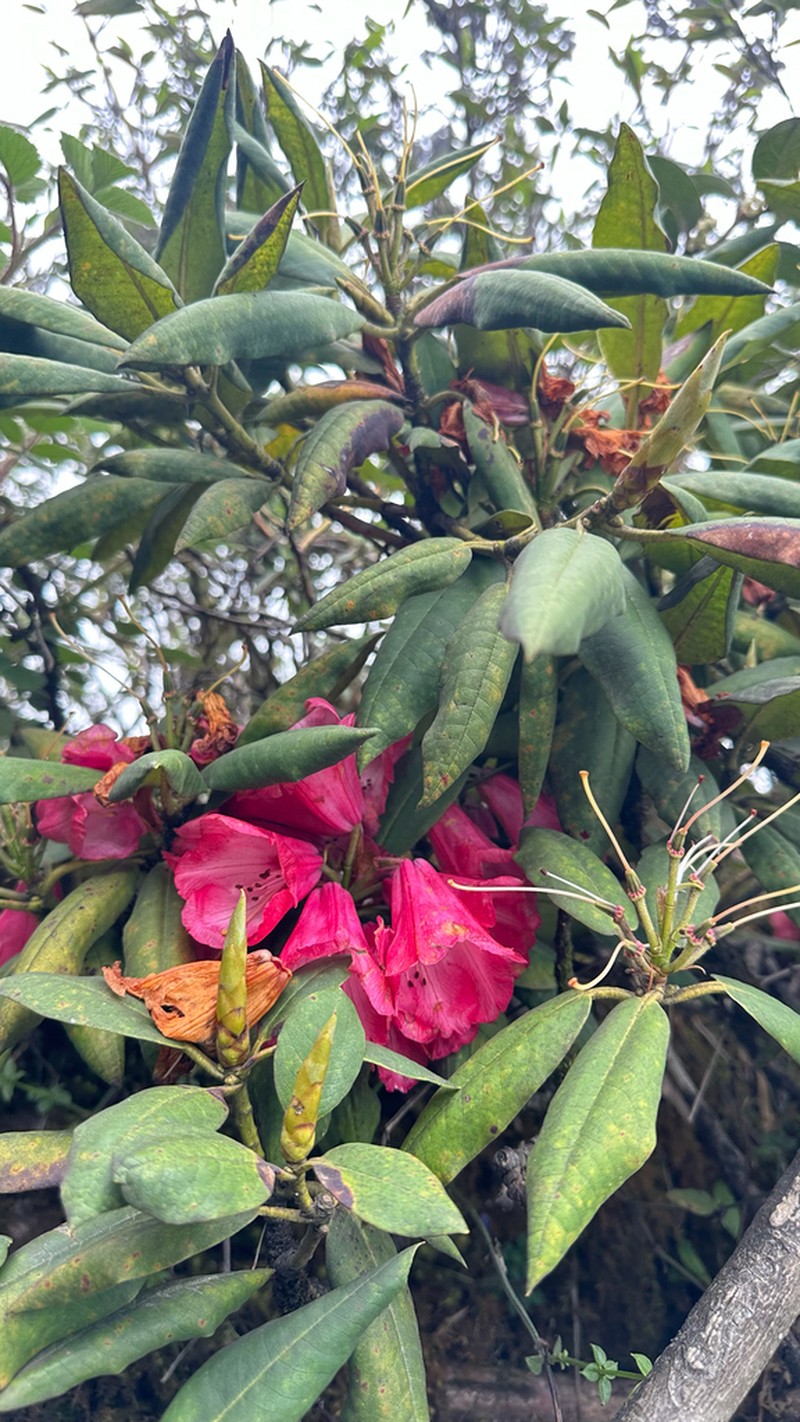 Rhododendron pachypodum