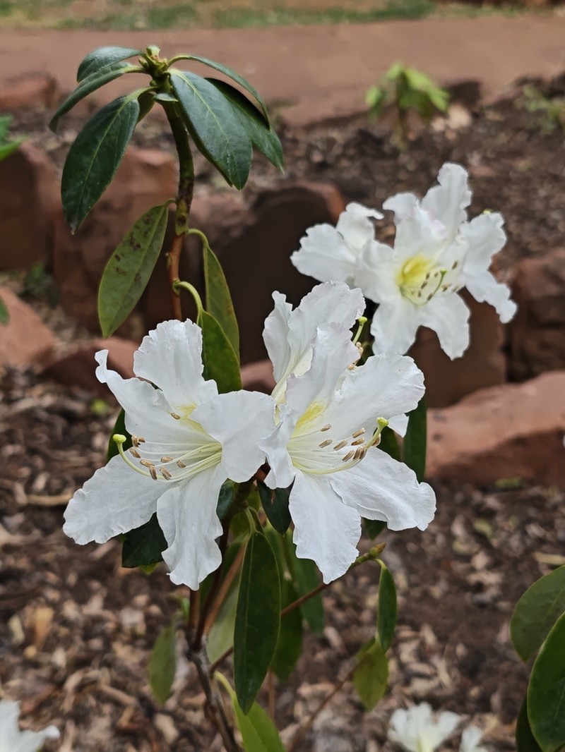 Rhododendron pachypodum photo 2