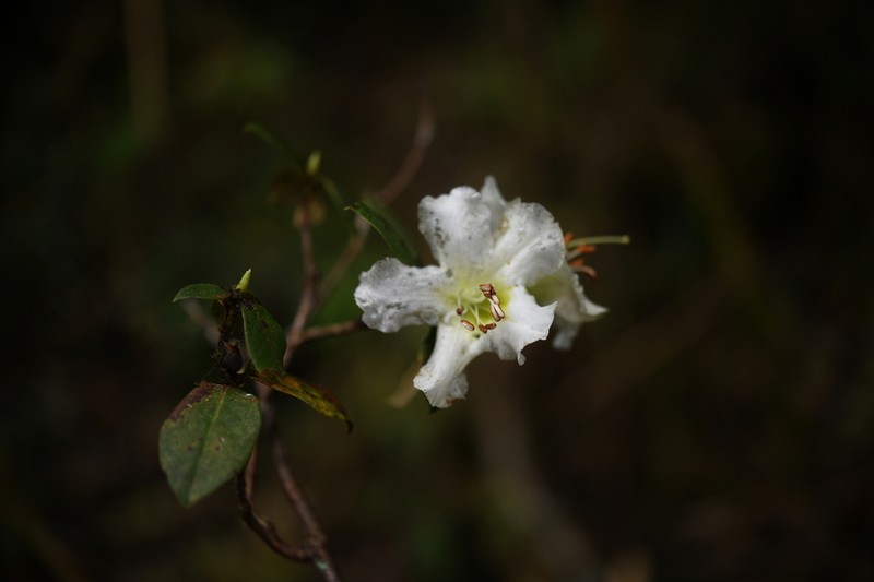 Rhododendron pachypodum photo 3