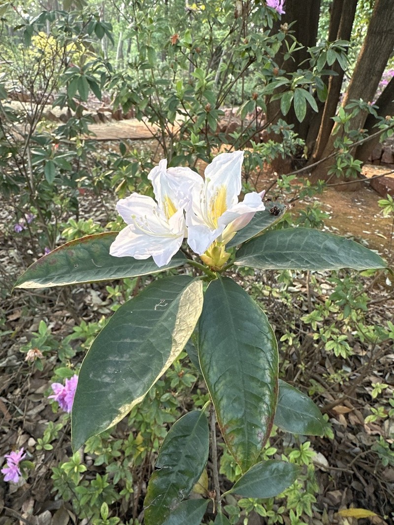Rhododendron pachypodum photo 4