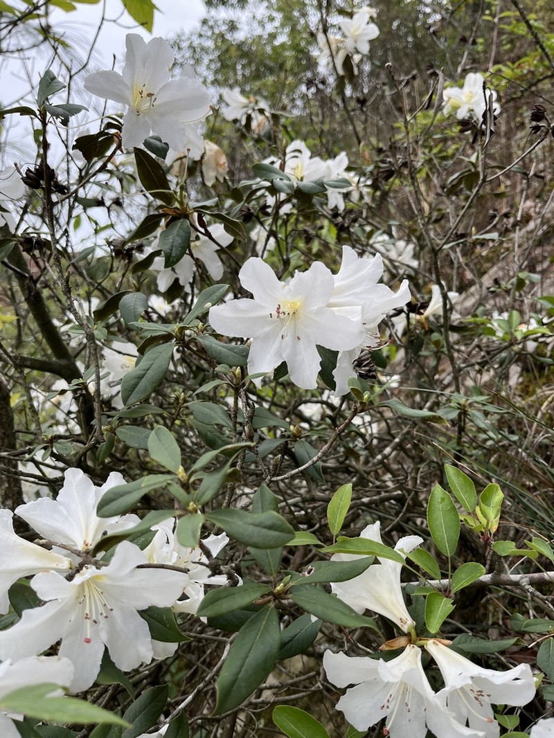 Rhododendron pachypodum photo 5