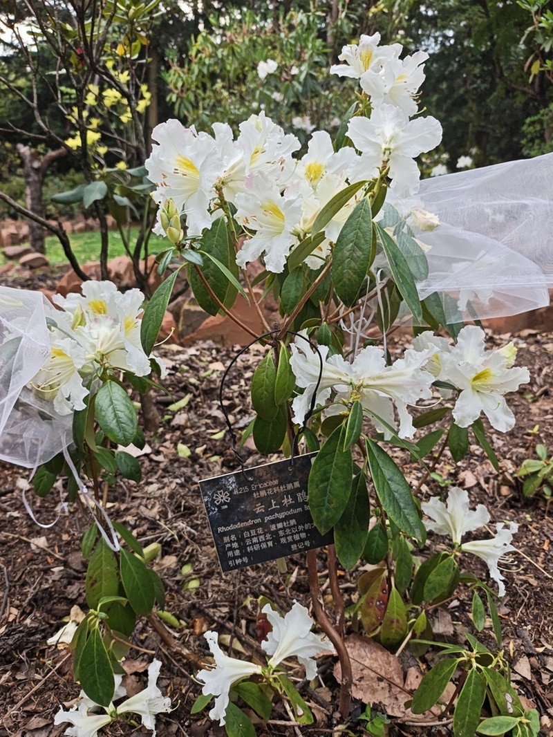 Rhododendron pachypodum photo 6