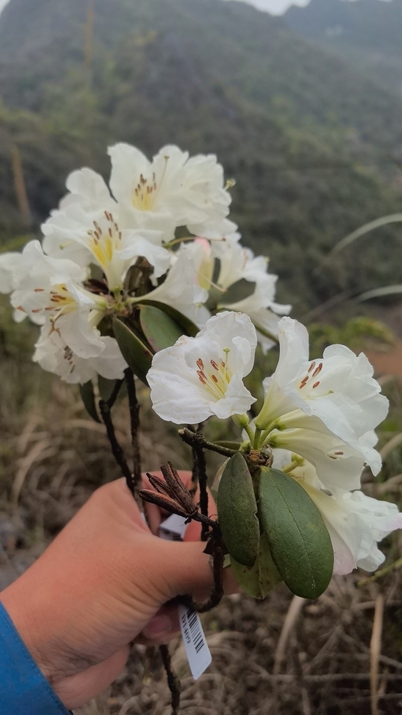 Rhododendron pachypodum photo 7