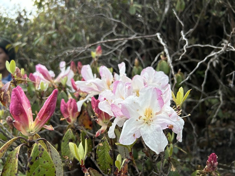 Rhododendron pachypodum photo 8