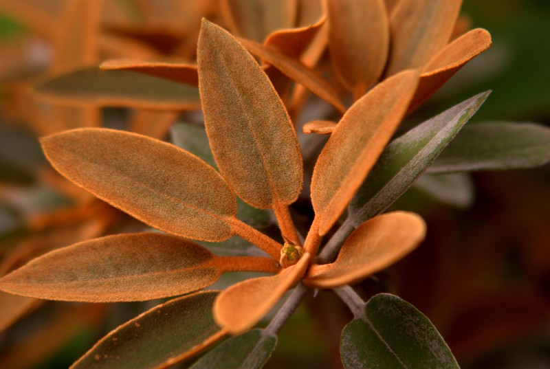 Rhododendron pachysanthum