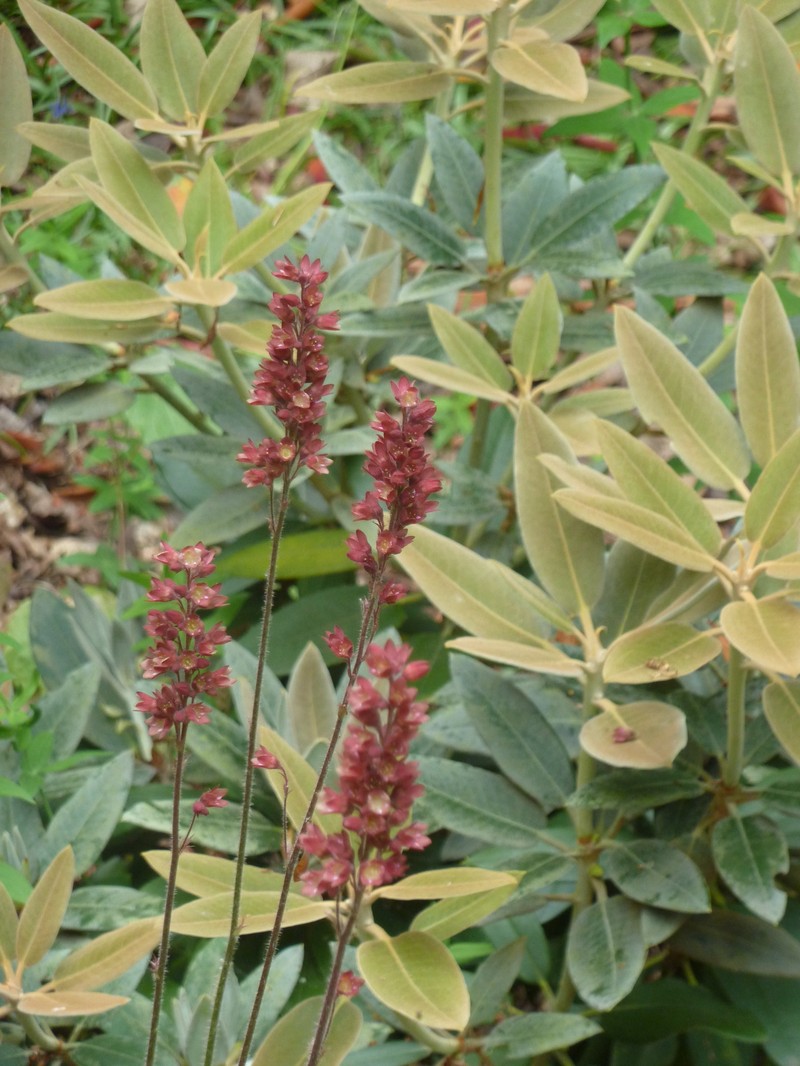 Rhododendron pachysanthum photo 2