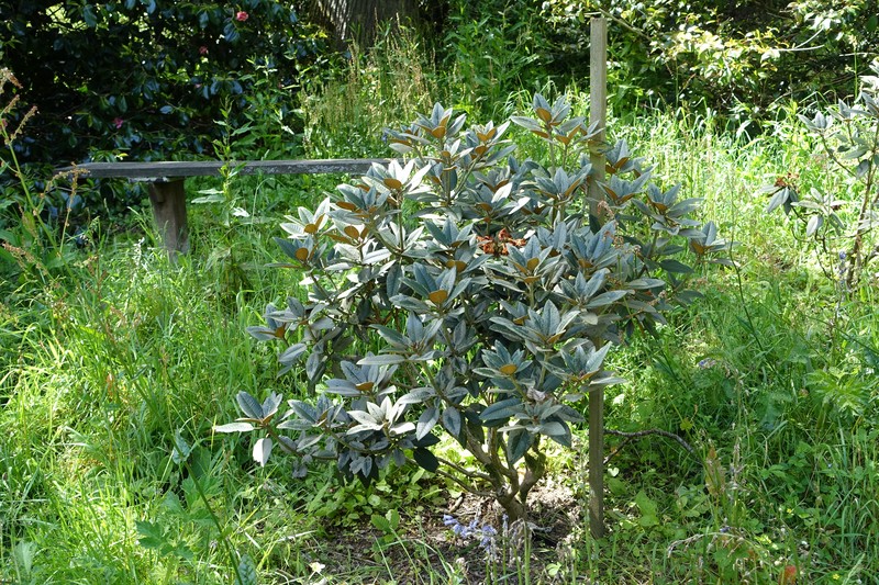 Rhododendron pachysanthum photo 3