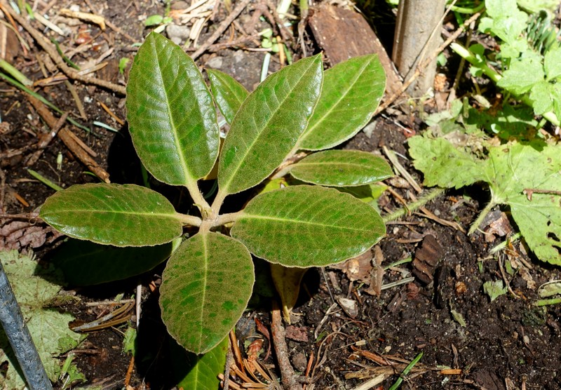 Rhododendron pachysanthum photo 4