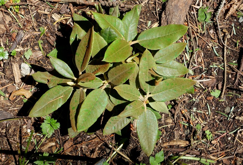 Rhododendron pachysanthum photo 5