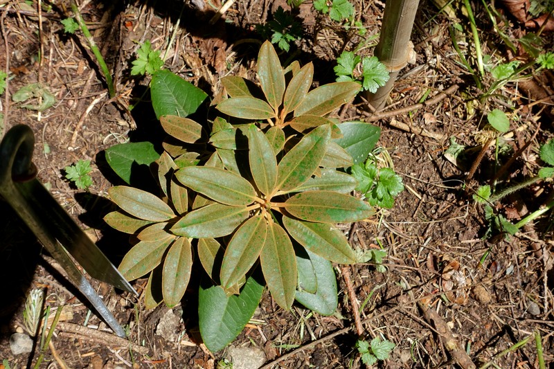 Rhododendron pachysanthum photo 6